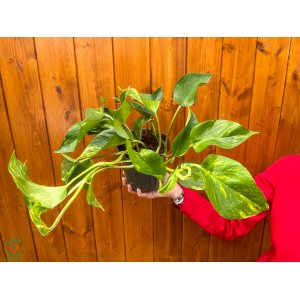 Potosovec zlatý (Epipremnum) ´AUREUM´ - výška 30-40 cm, kont. C1.5L